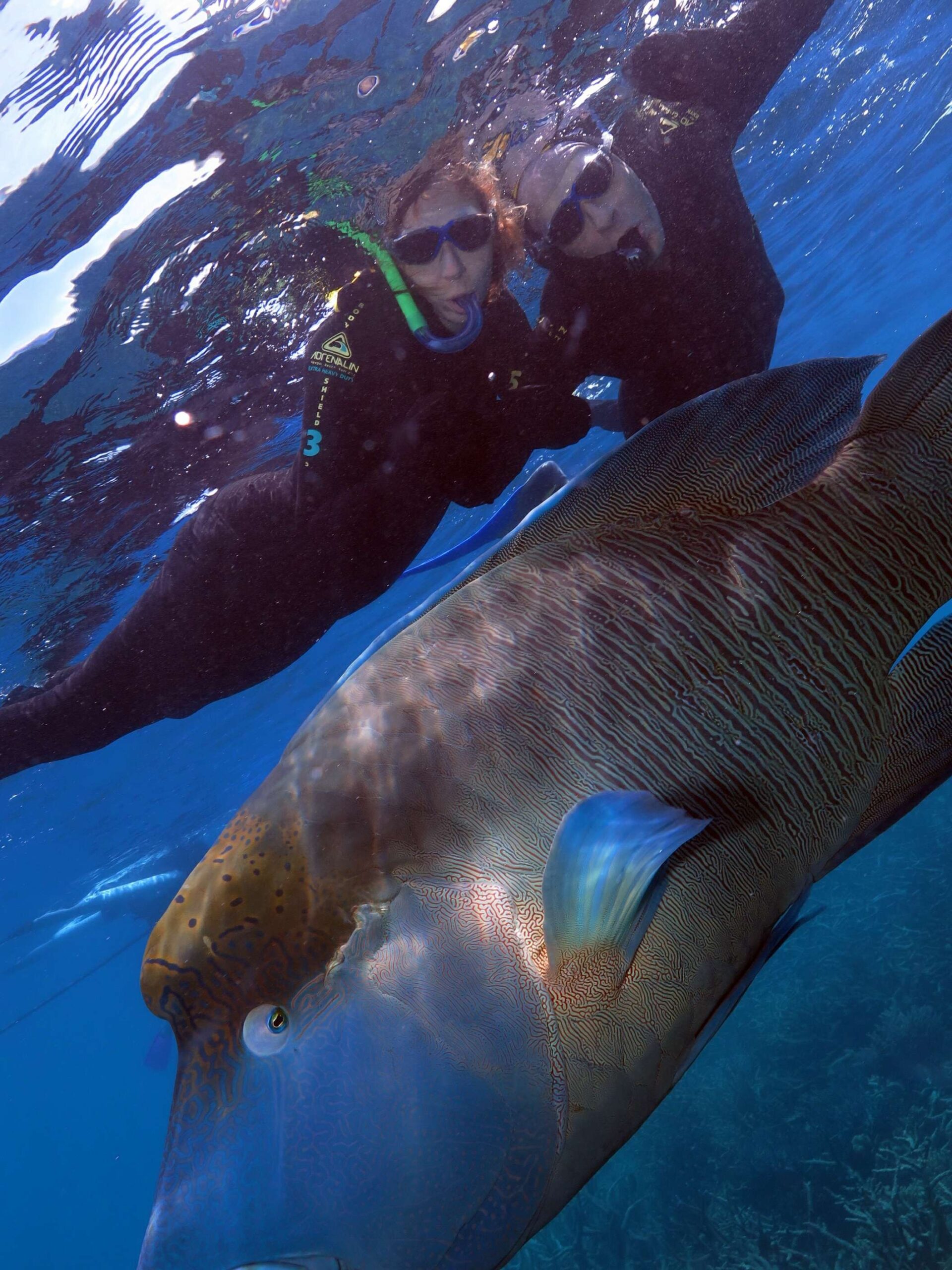 Deep diving into Australian life - Ronda with her husband Clive (and a fishy friend) on the Great Barrier Reef.